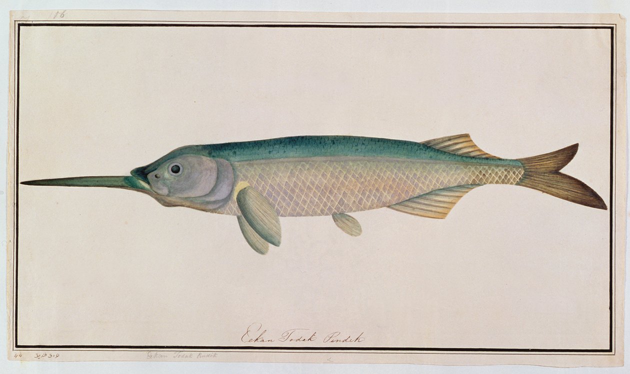 Eekan Todah Pindik, a Drawings of Fishes from Malacca, 1805-1818 körül (wc papíron) alkotó: Chinese School