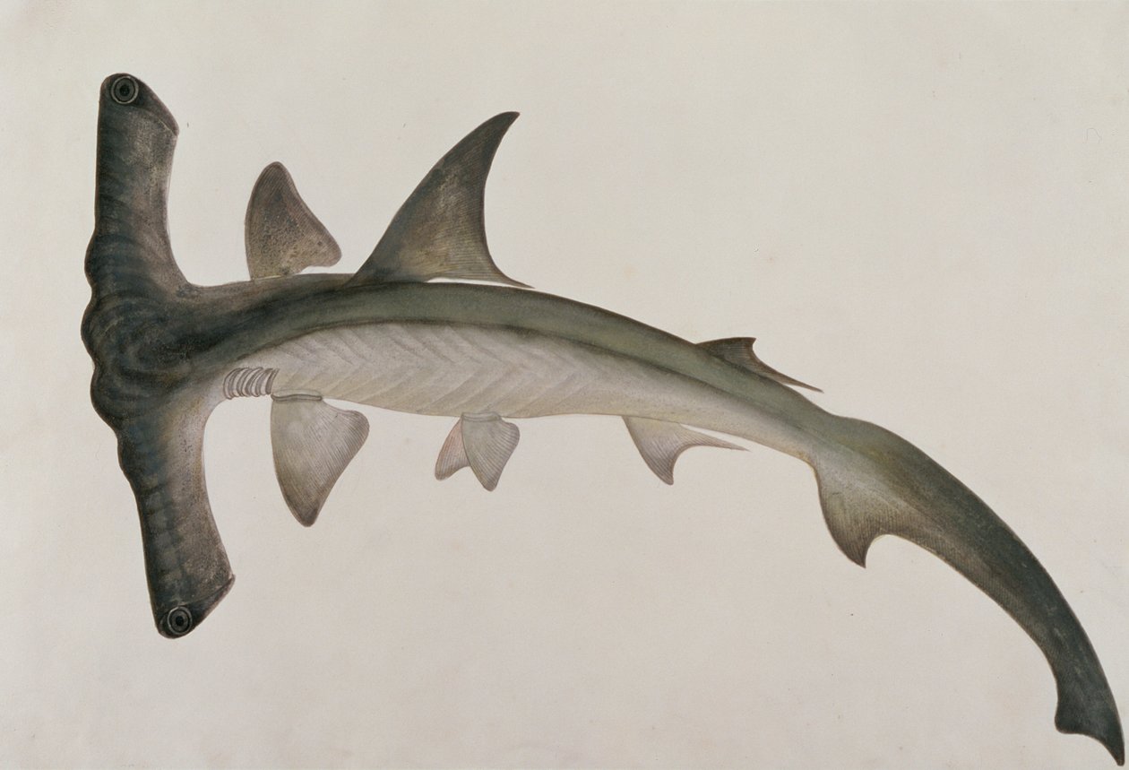 Eeoo Tando, a Drawings of Fishes from Malacca, 1805-1818 körül (wc papíron) alkotó: Chinese School