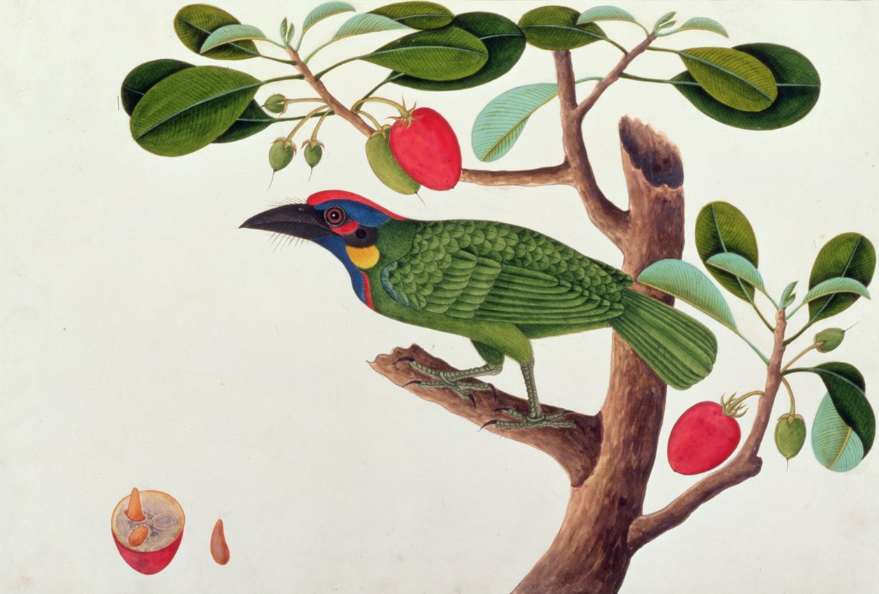 Egzotikus madár, a Malaccai madarak rajzaiból, 1805-1818 körül (wc papíron) alkotó: Chinese School