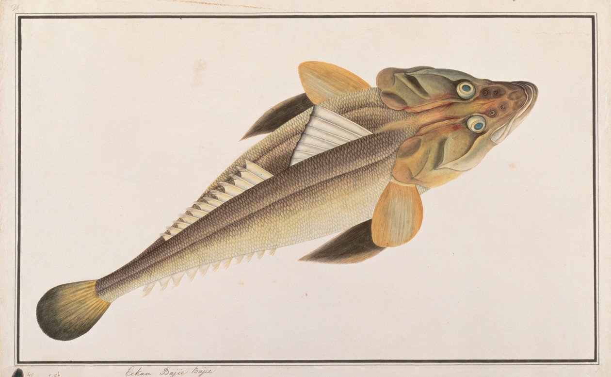 Laposfej, a Drawings of Fishes from Malacca, 1805-1818 körül (wc papíron) alkotó: Chinese School