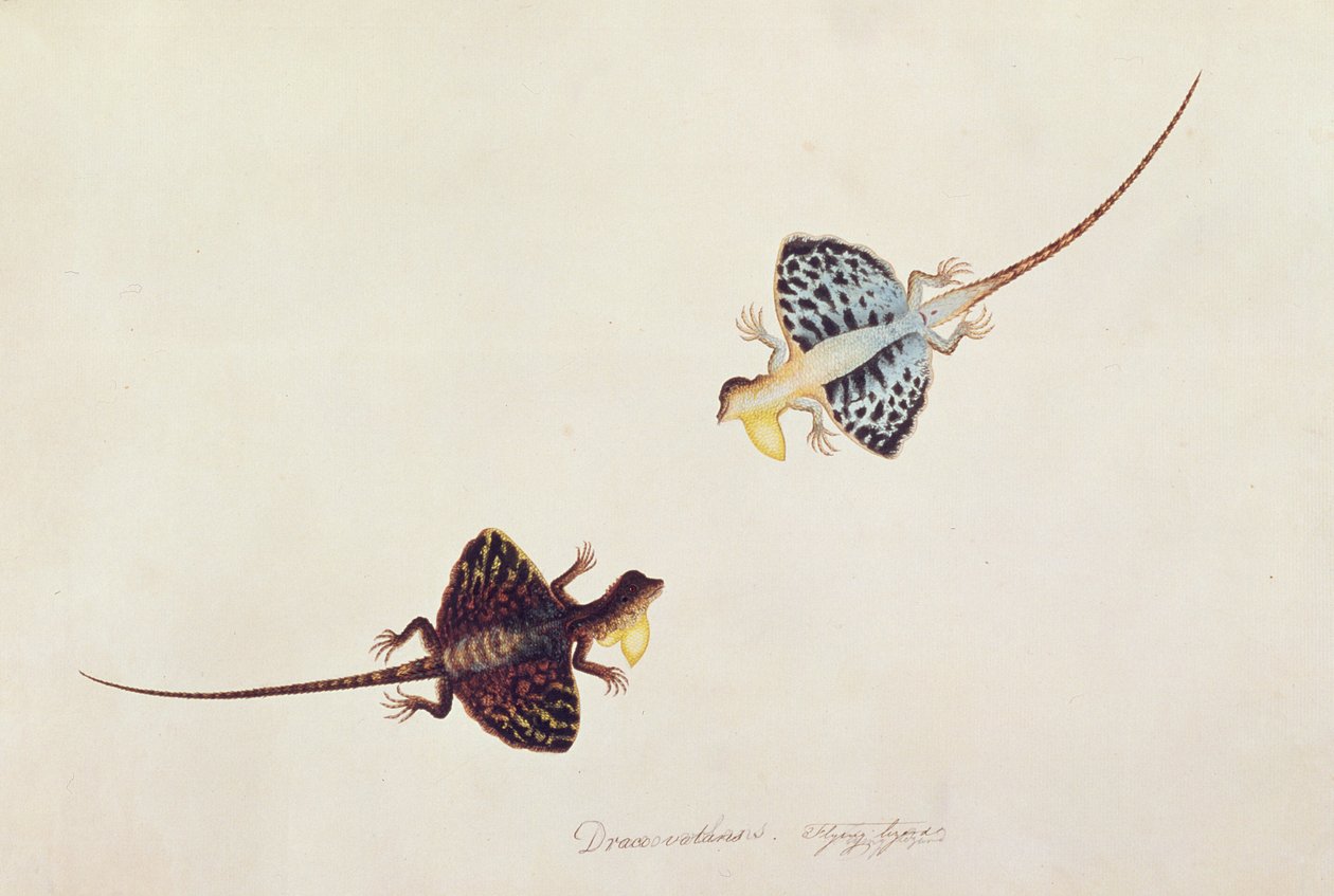 Repülő gyík, Draco volans, Sumpah Sumpah, Rajzok állatokról, rovarokról és hüllőkről Malaccából, 1805-1818 körül (wc és gouache papíron) alkotó: Chinese School