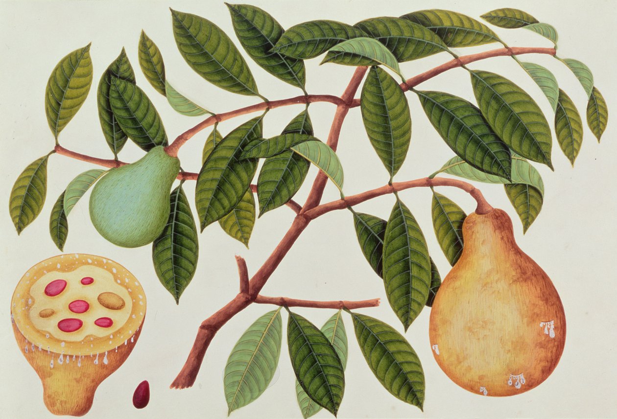 Gyümölcs, Malacca növényrajzaiból, 1805-1818 körül (wc papíron) alkotó: Chinese School