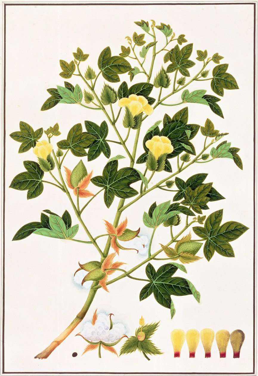 Gopypium Arboreum vagy Cotton Plant, 1805-1818 körül (wc papíron) alkotó: Chinese School