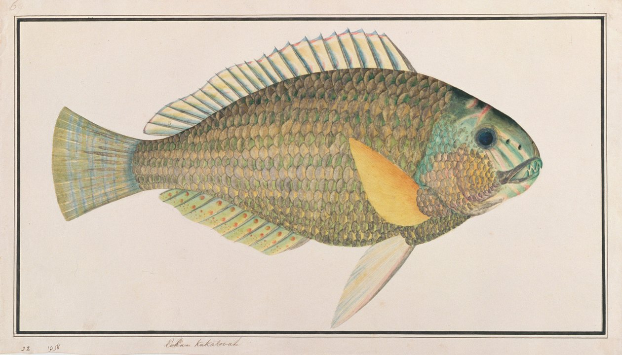 Green Wrasse, a Drawings of Fishes from Malacca, 1805-1818 körül (wc papíron) alkotó: Chinese School