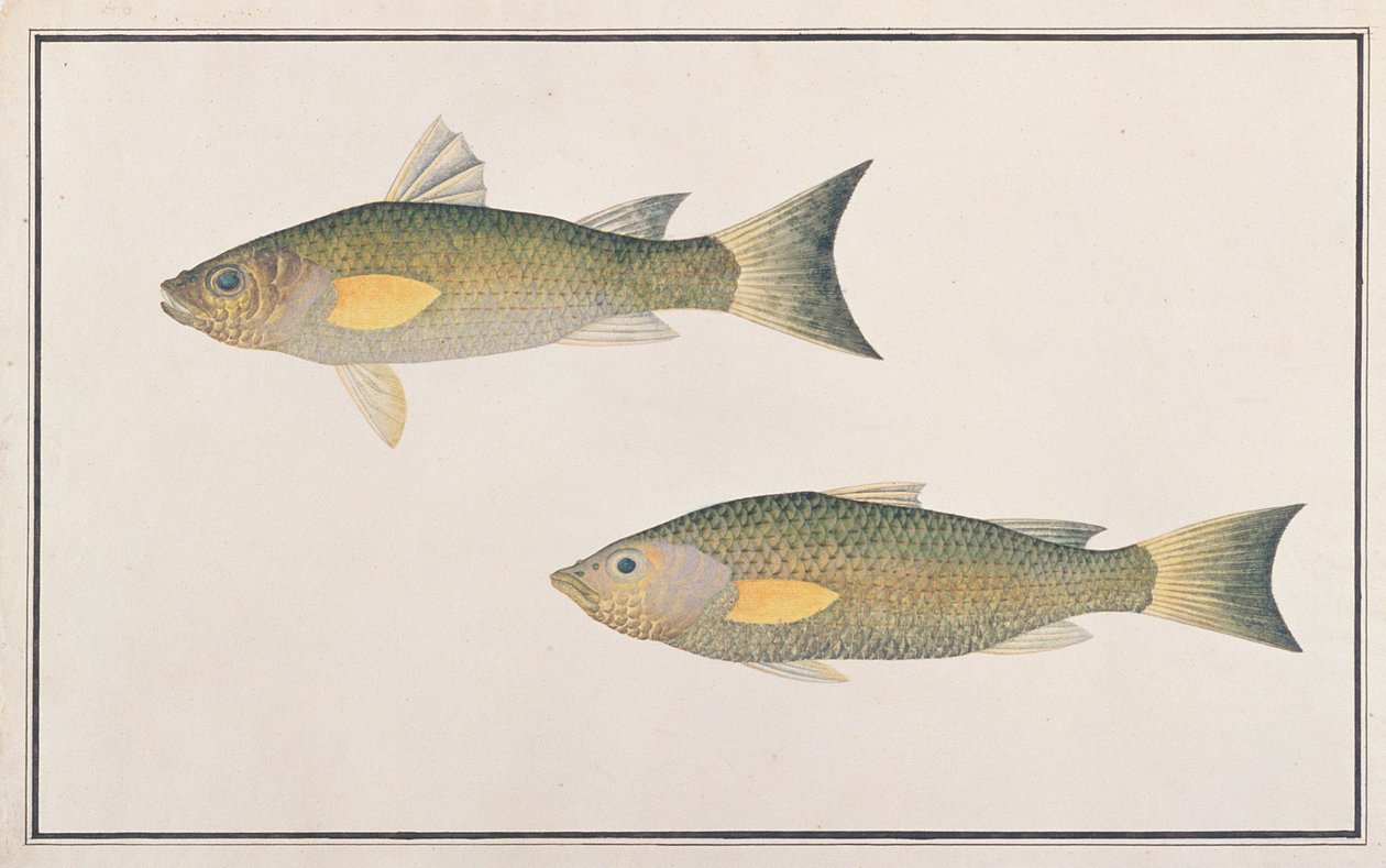 Gray Mullet, a Drawings of Fishes from Malacca, 1805-1818 körül (wc papíron) alkotó: Chinese School