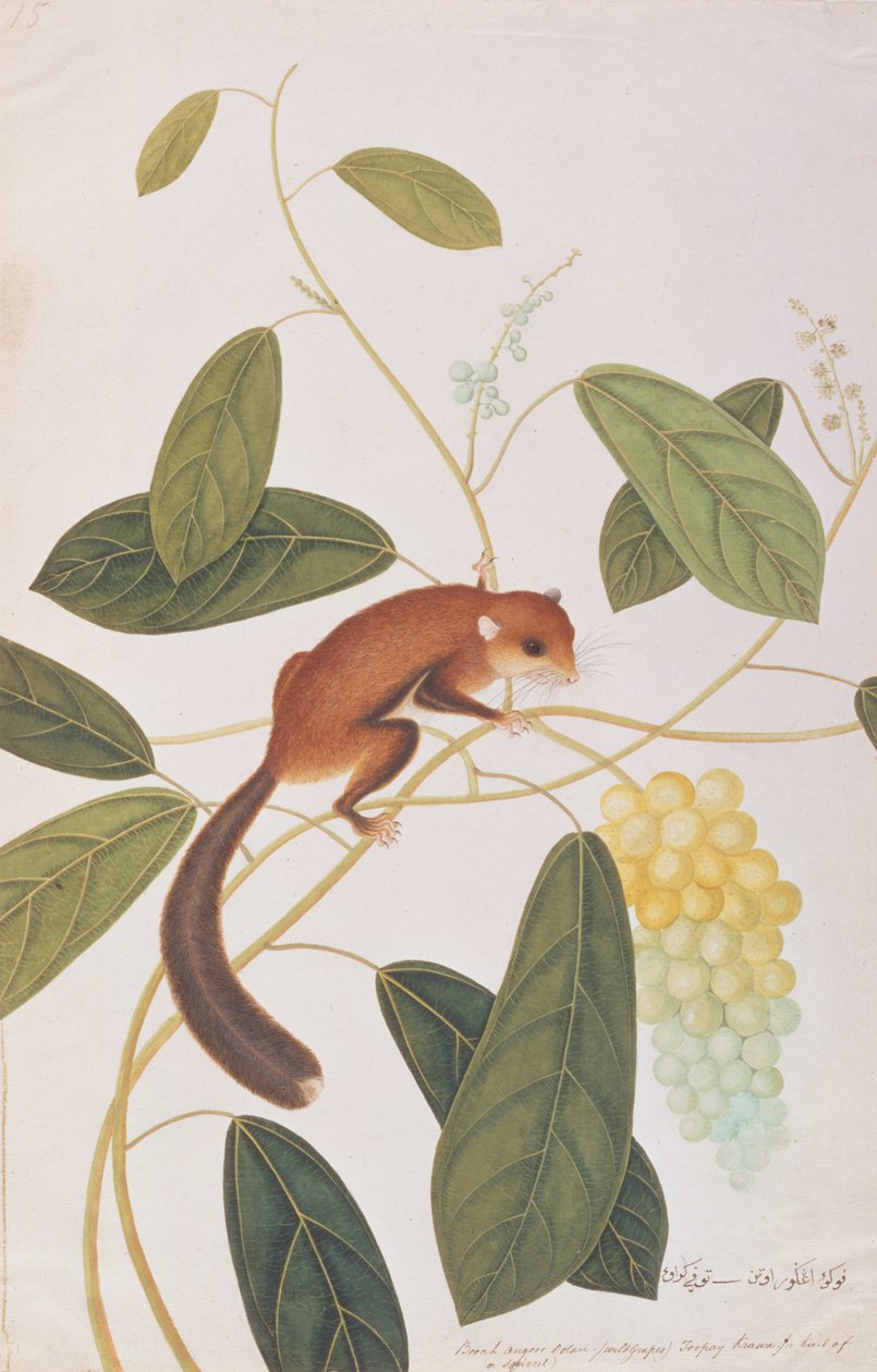 Szürkepofájú repülő mókus, a Malaccai állatok, rovarok és hüllők rajzaiból, 1805-1818 körül (wc és gouache papíron) alkotó: Chinese School