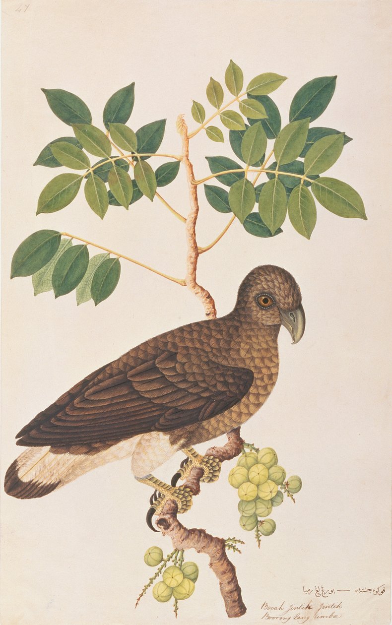 Szürkefejű halas sas, a Malaccai madarak rajzaiból, 1805-1818 körül (wc papíron) alkotó: Chinese School