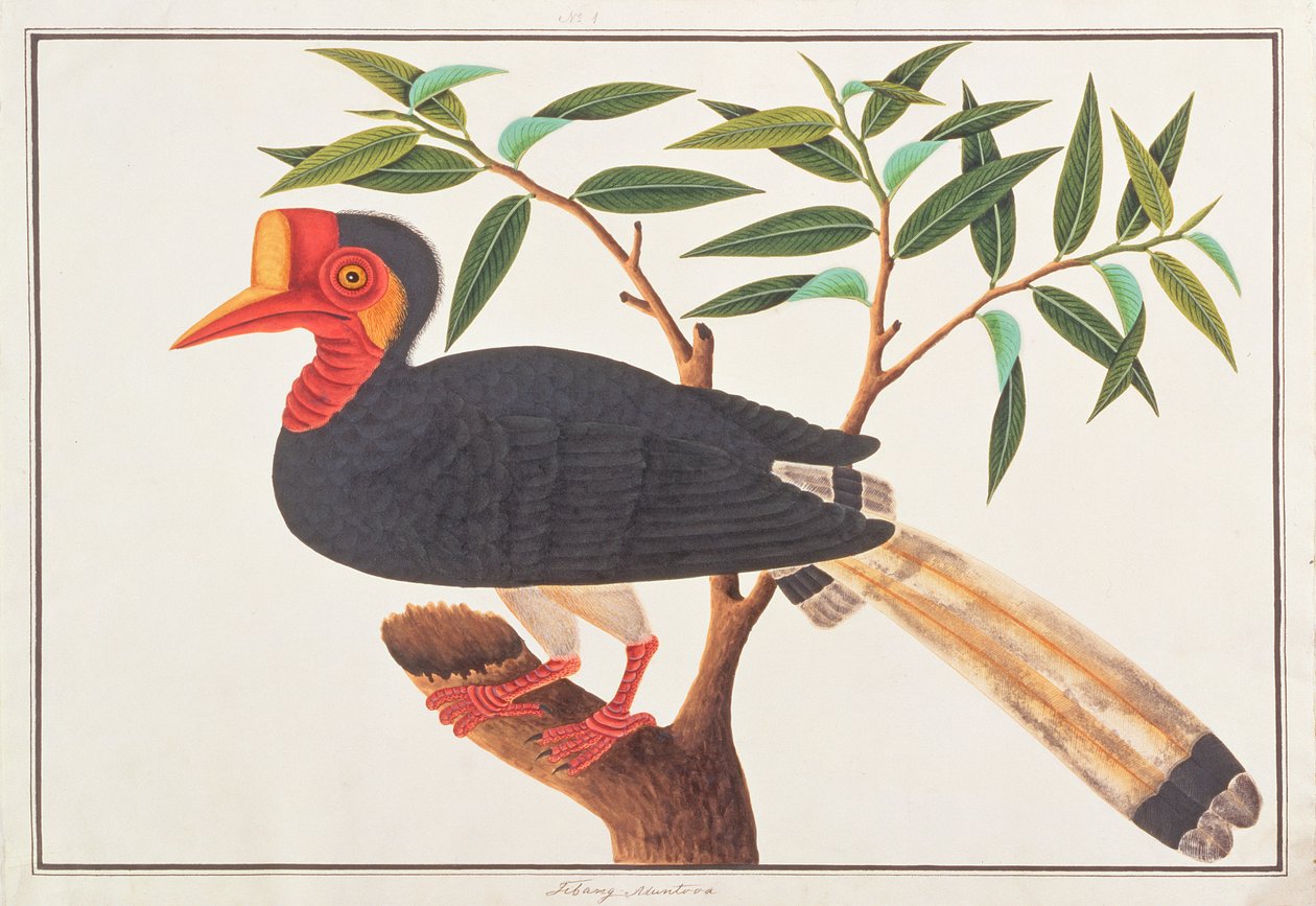Sisakos szarvascsőrű, a Drawings of Birds from Malacca, 1805-1818 körül (wc papíron) alkotó: Chinese School