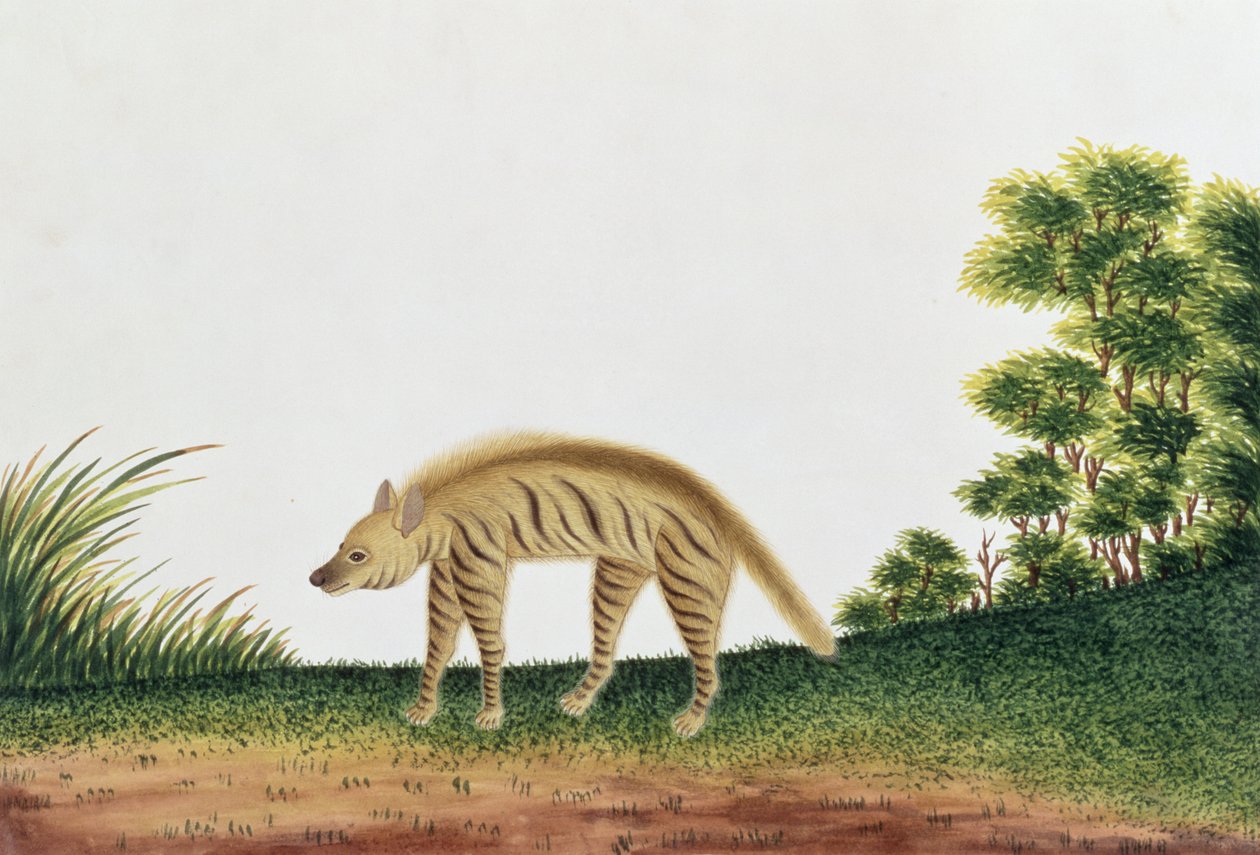 Hiéna, Rajzok az állatokról, rovarokról és hüllőkről Malacca-ból, 1805-1818 körül (wc és gouache papíron) alkotó: Chinese School