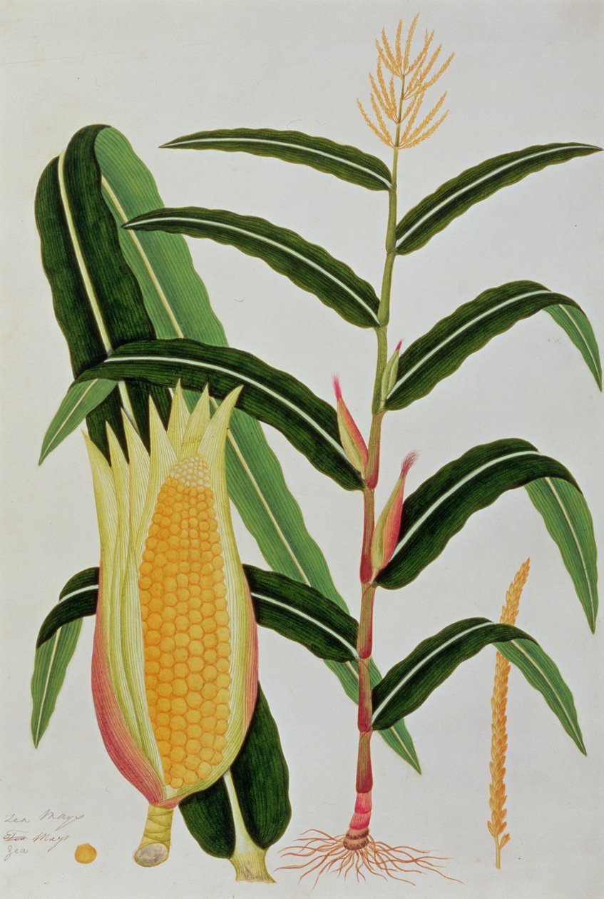 Jagong vagy indiai kukorica, Malacca növényrajzaiból, 1805-1818 körül (wc papíron) alkotó: Chinese School