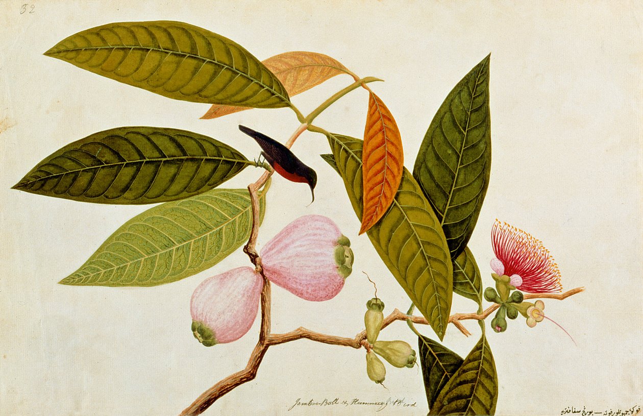 Jamboo, Boll and Humming Bird, Drawings of Birds from Malacca, 1805-1818 körül (wc papíron) alkotó: Chinese School