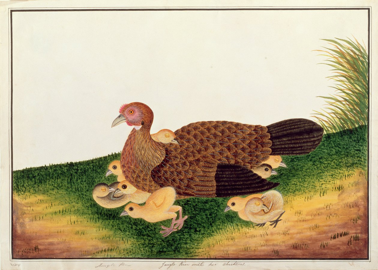 Jangle tyúk csirkeivel, a Drawings of Birds from Malacca, 1805-1818 körül (wc papíron) alkotó: Chinese School