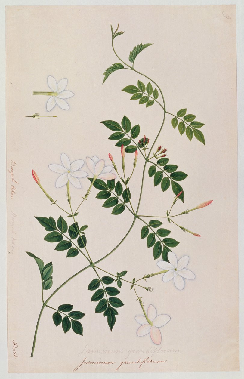 Jasminum grandiflorum, Malacca növényrajzaiból, 1805-1818 körül (wc papíron) alkotó: Chinese School