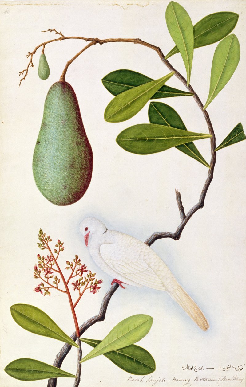 Java Dove vagy Boorah Poutaran, a Drawings of Birds from Malacca, 1805-1818 körül (wc papíron) alkotó: Chinese School