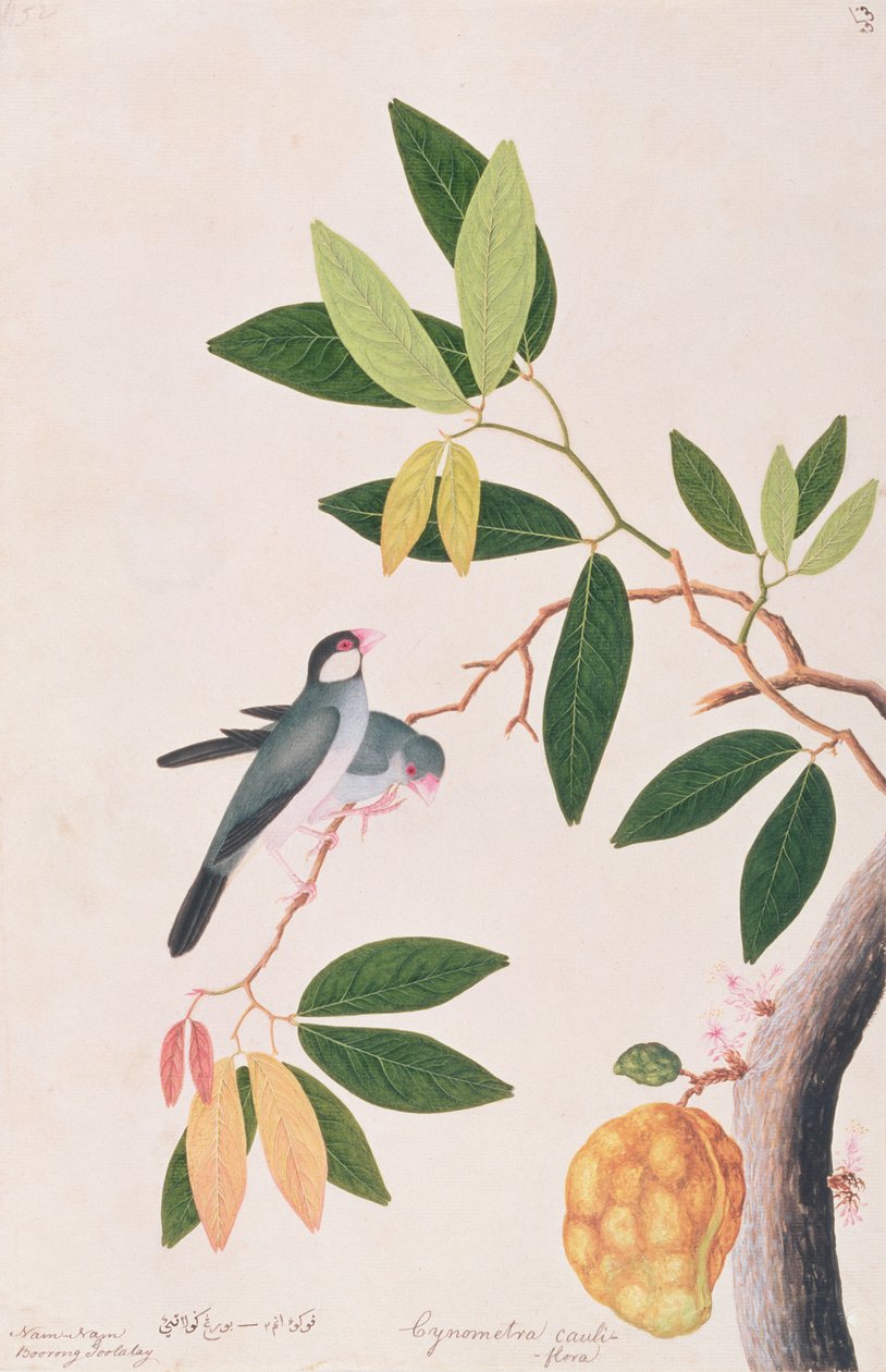 Java Sparrow, a Drawings of Birds from Malacca, 1805-1818 körül (wc papíron) alkotó: Chinese School