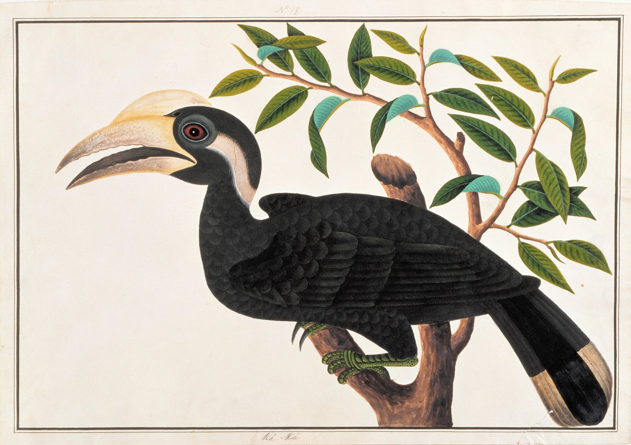 Ke-ke, a Drawings of Birds from Malacca, 1805-1818 körül (wc papíron) alkotó: Chinese School