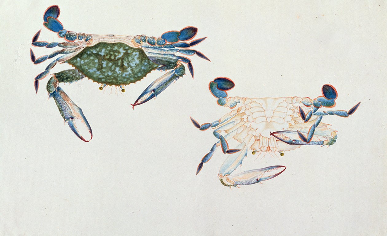 Ketam Rinyong, Rajzok az állatokról, rovarokról és hüllőkről Malaccából, 1805-1818 körül (wc és gouache papíron) alkotó: Chinese School