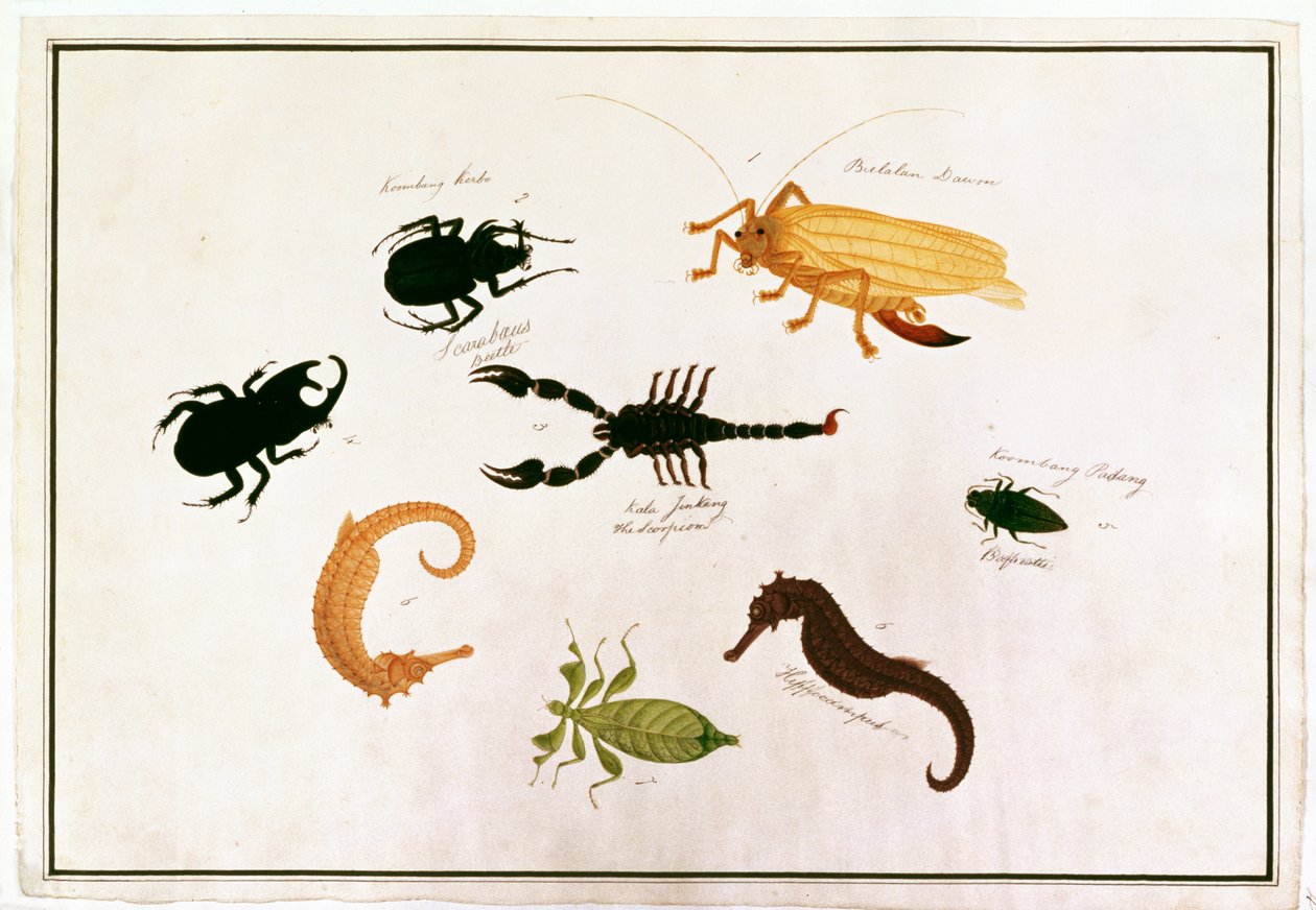 Koombang Kerbo, Bielalan Dawon, Kala Jinking, Koombang Padang, Hippocampus, a Drawings of Animals, Insects and Reptiles from Malacca, 1805-1818 körül (wc és gouache papíron) alkotó: Chinese School