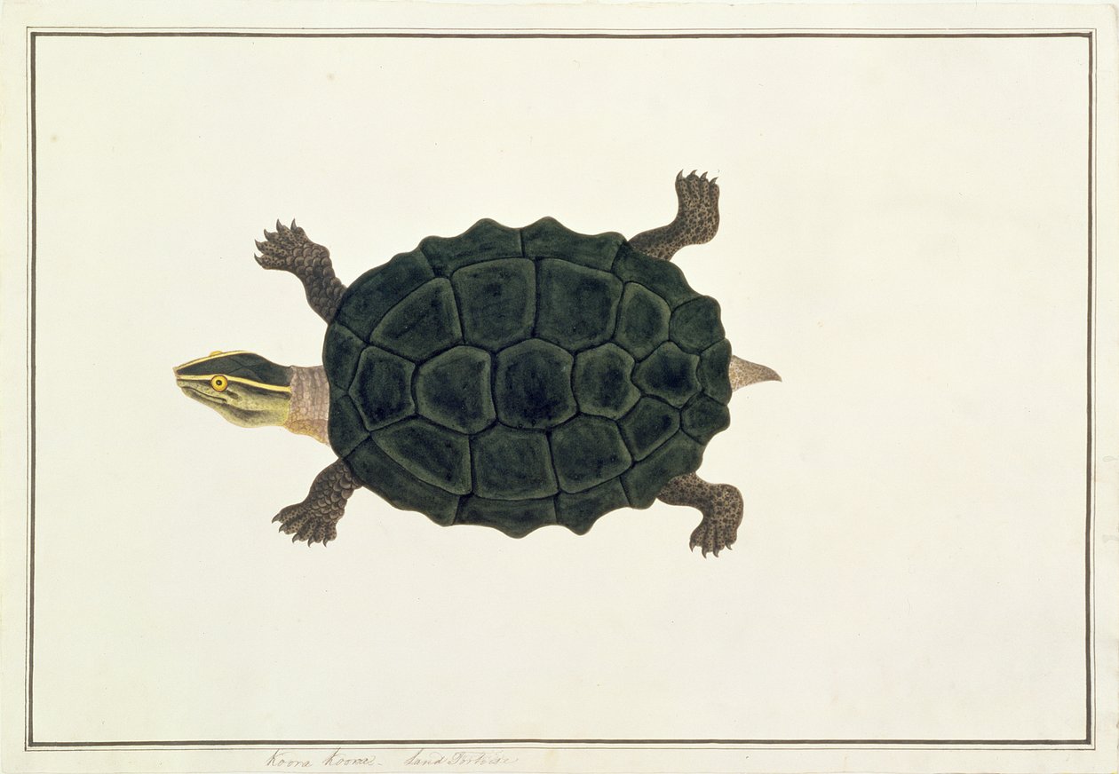 Szárazföldi teknős, Koora Koora, Rajzok állatokról, rovarokról és hüllőkről Malaccából, 1805-1818 körül (wc és gouache papíron) alkotó: Chinese School