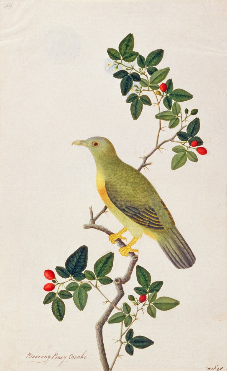 Nagy zöld galamb, a Malaccai madarak rajzaiból, 1805-1818 körül (wc papíron) alkotó: Chinese School