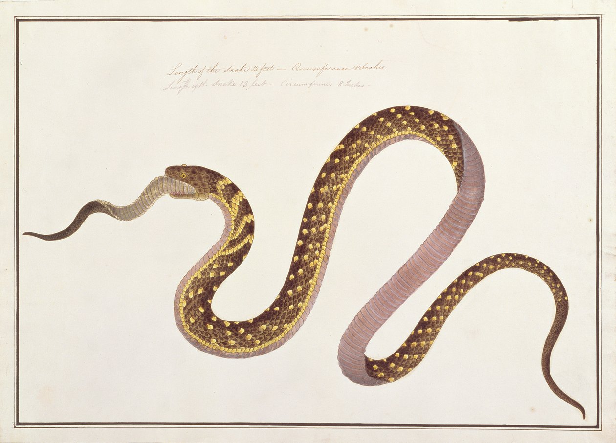 Nagy kígyó eszik egy másikat, Rajzok állatokról, rovarokról és hüllőkről Malacca-ból, 1805-1818 körül (wc és gouache papíron) alkotó: Chinese School