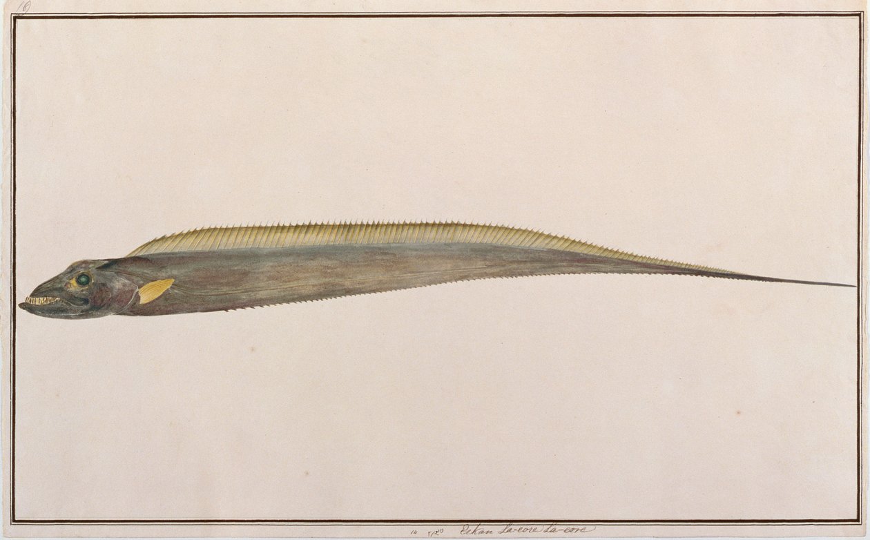 Largehead Hairtail, a Drawings of Fishes from Malacca, 1805-1818 körül (wc papíron) alkotó: Chinese School