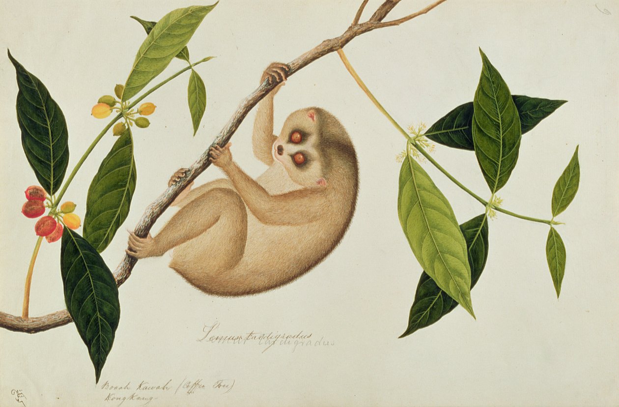 Lemur tardigradus, Booah Kawah (kávéfa) Kong Kang, Rajzok az állatokról, rovarokról és hüllőkről Malacca-ból, 1805-1818 körül (wc és gouache papíron) alkotó: Chinese School