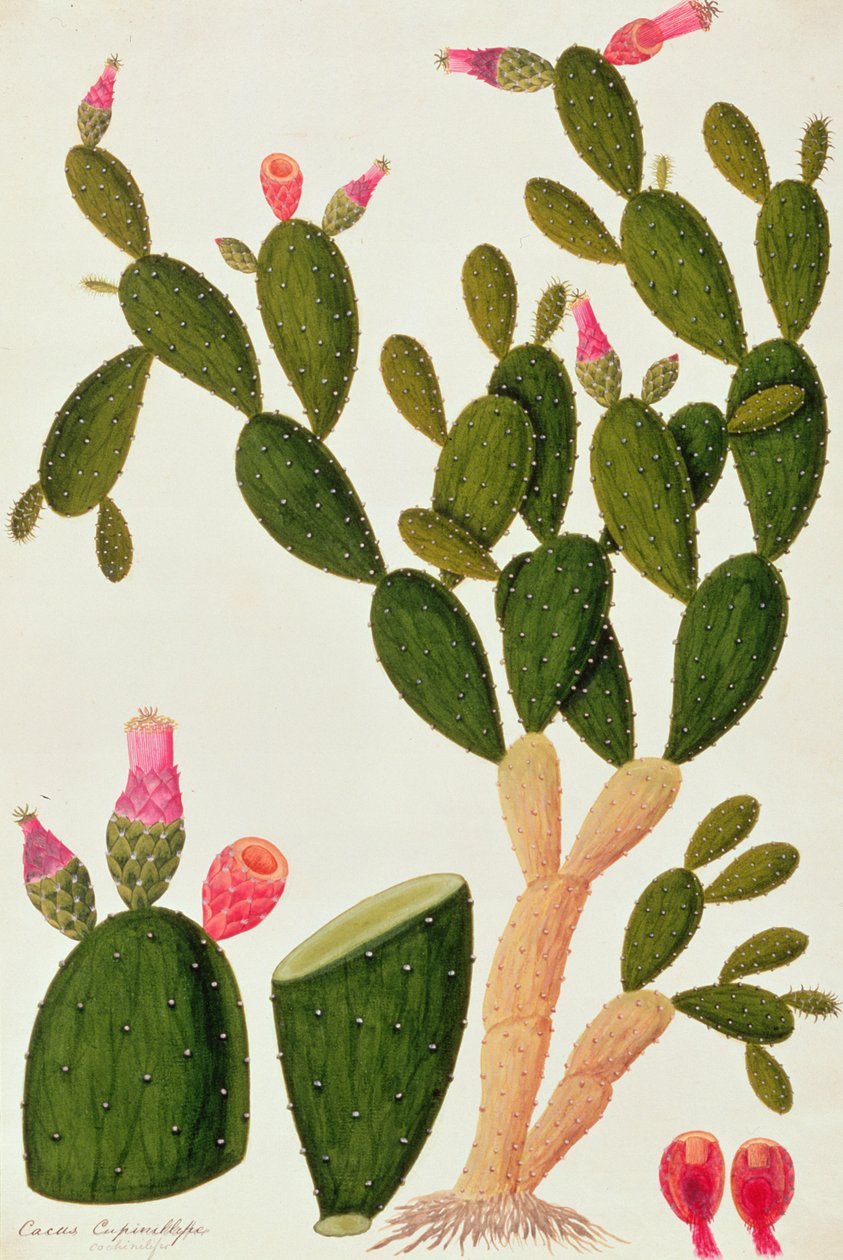 Liedah Badah, Cardasse Cochenille, a Drawings of Plants from Malacca, 1805-1818 körül (wc papíron) alkotó: Chinese School