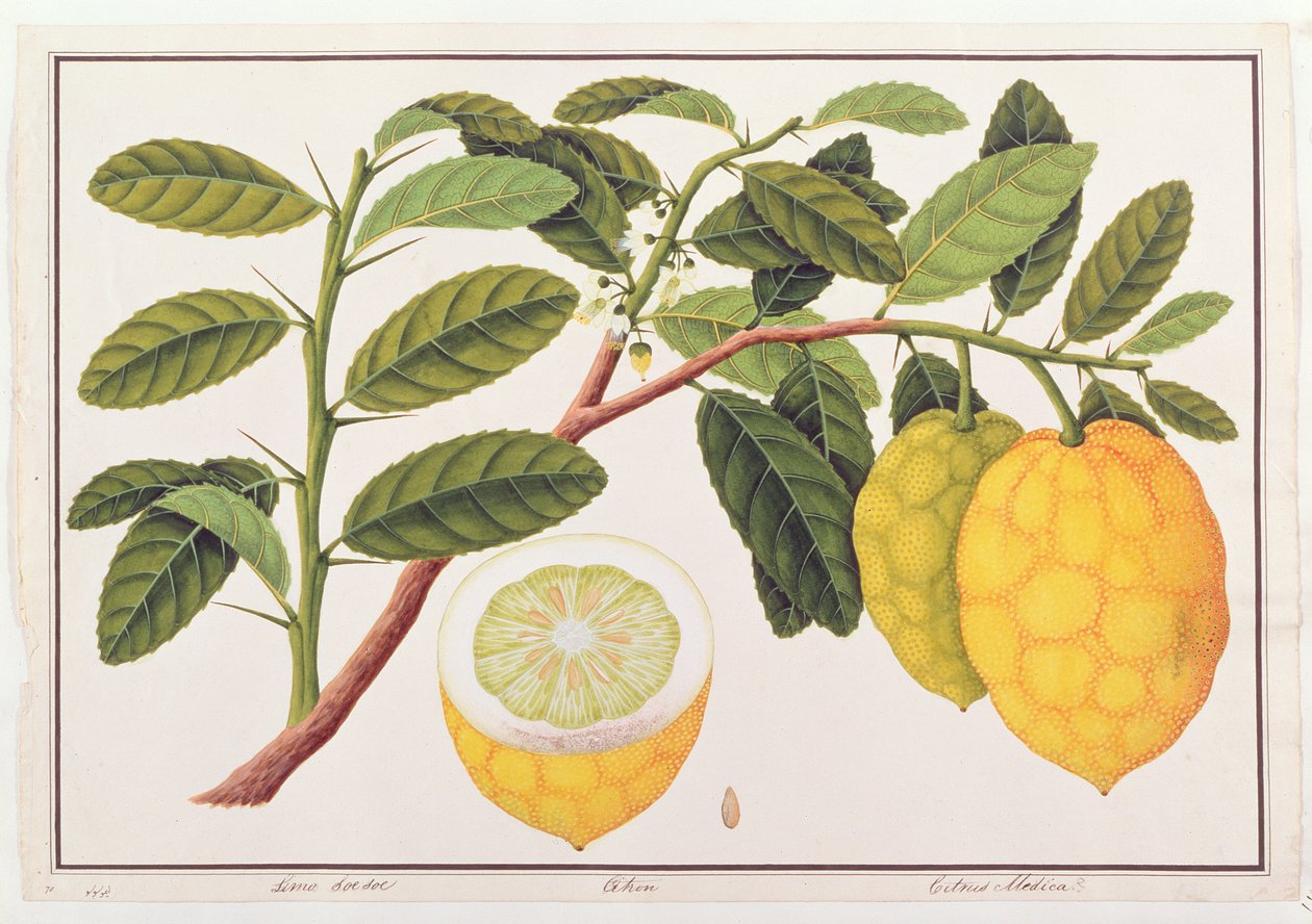 Limo Soe Soe, Strong vagy Citrus Medica, a Növényrajzok Malacca-ból, 1805-1818 körül (wc papíron) alkotó: Chinese School