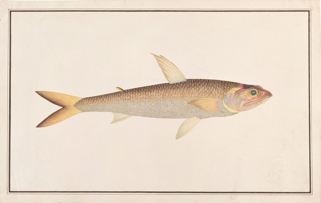 Lizardfish, a Drawings of Fishes from Malacca, 1805-1818 körül (wc papíron) alkotó: Chinese School