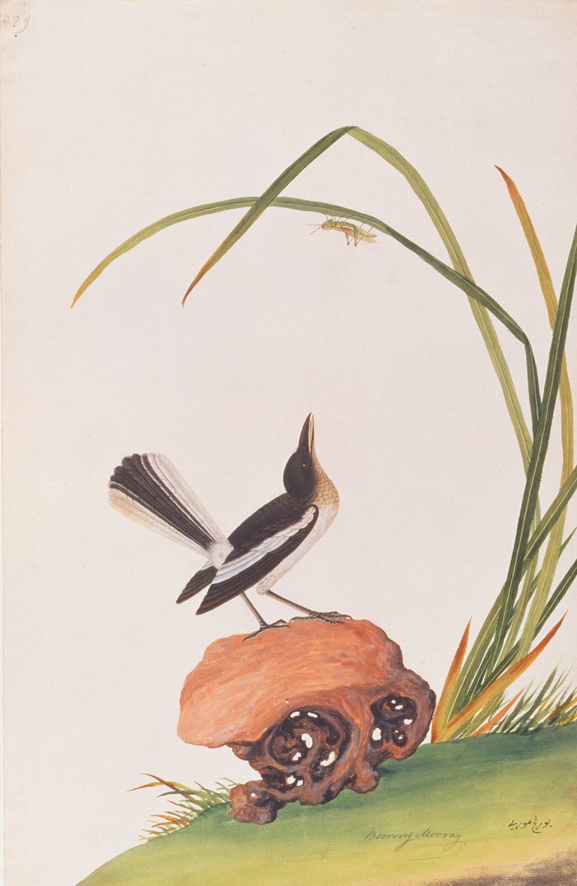 Szarka Robin, a Madarak rajzaiból, 1805-1818 körül (wc papíron) alkotó: Chinese School