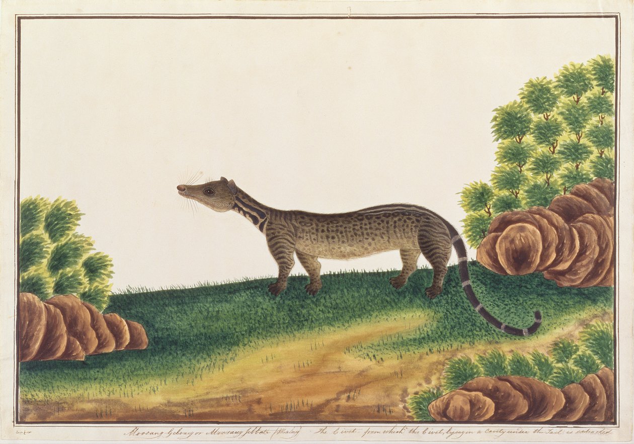 Maláj civet, Rajzok állatokról, rovarokról és hüllőkről Malaccából, 1805-1818 körül (guache és wc papíron) alkotó: Chinese School