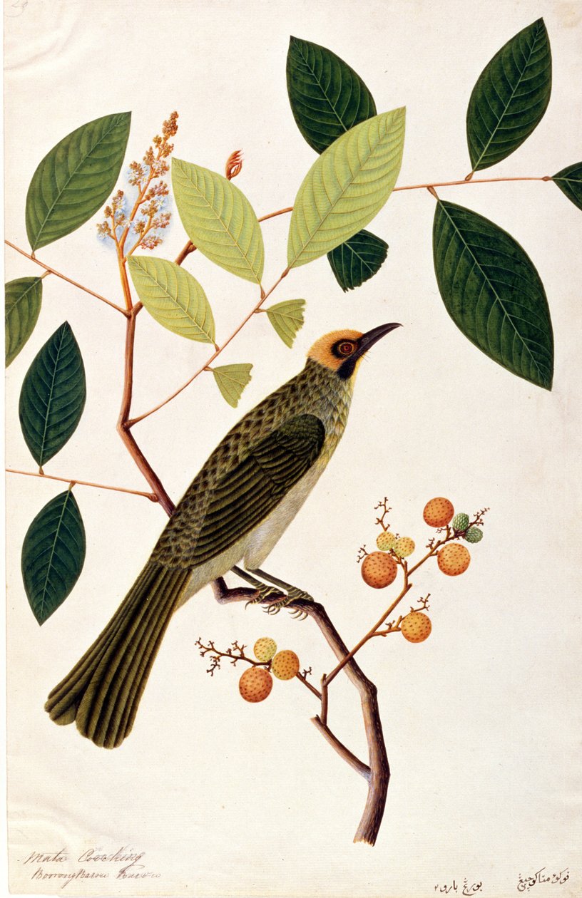 Mata Cooching, a Drawings of Birds from Malacca, 1805-1818 körül (wc papíron) alkotó: Chinese School