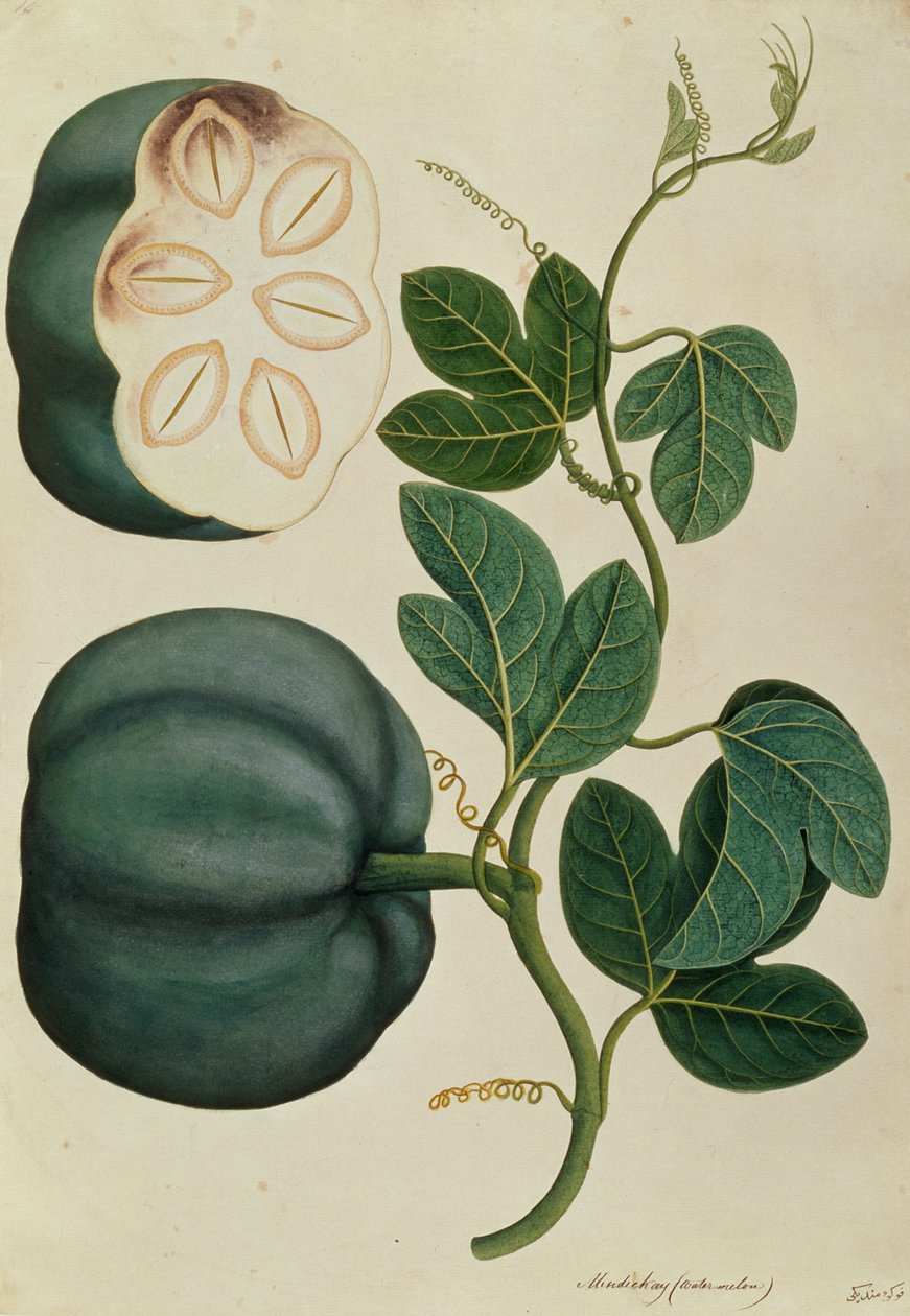 Mendickay vagy görögdinnye, Malacca növényrajzaiból, 1805-1818 körül (wc papíron) alkotó: Chinese School