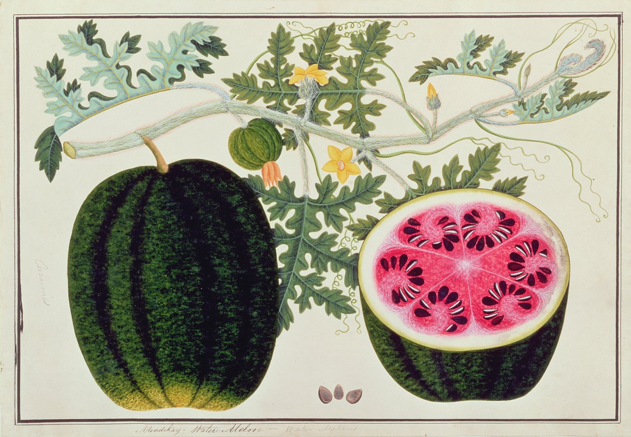 Mindikay vagy görögdinnye, Malacca növényrajzaiból, 1805-1818 körül (wc papíron) alkotó: Chinese School