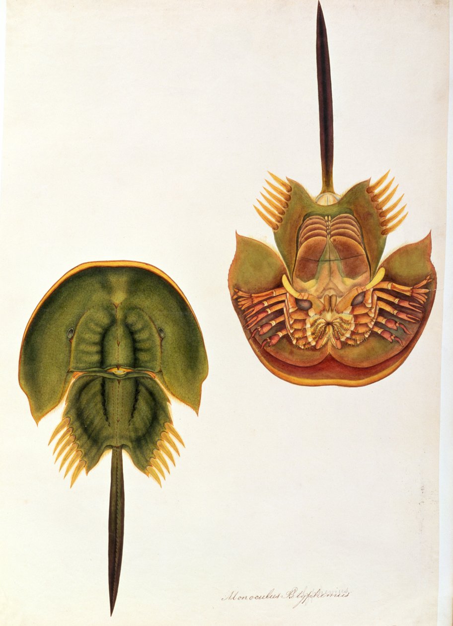 Monoculus Polyphemus, Rajzok állatokról, rovarokról és hüllőkről Malacca-ból, 1805-1818 körül (wc és gouache papíron) alkotó: Chinese School