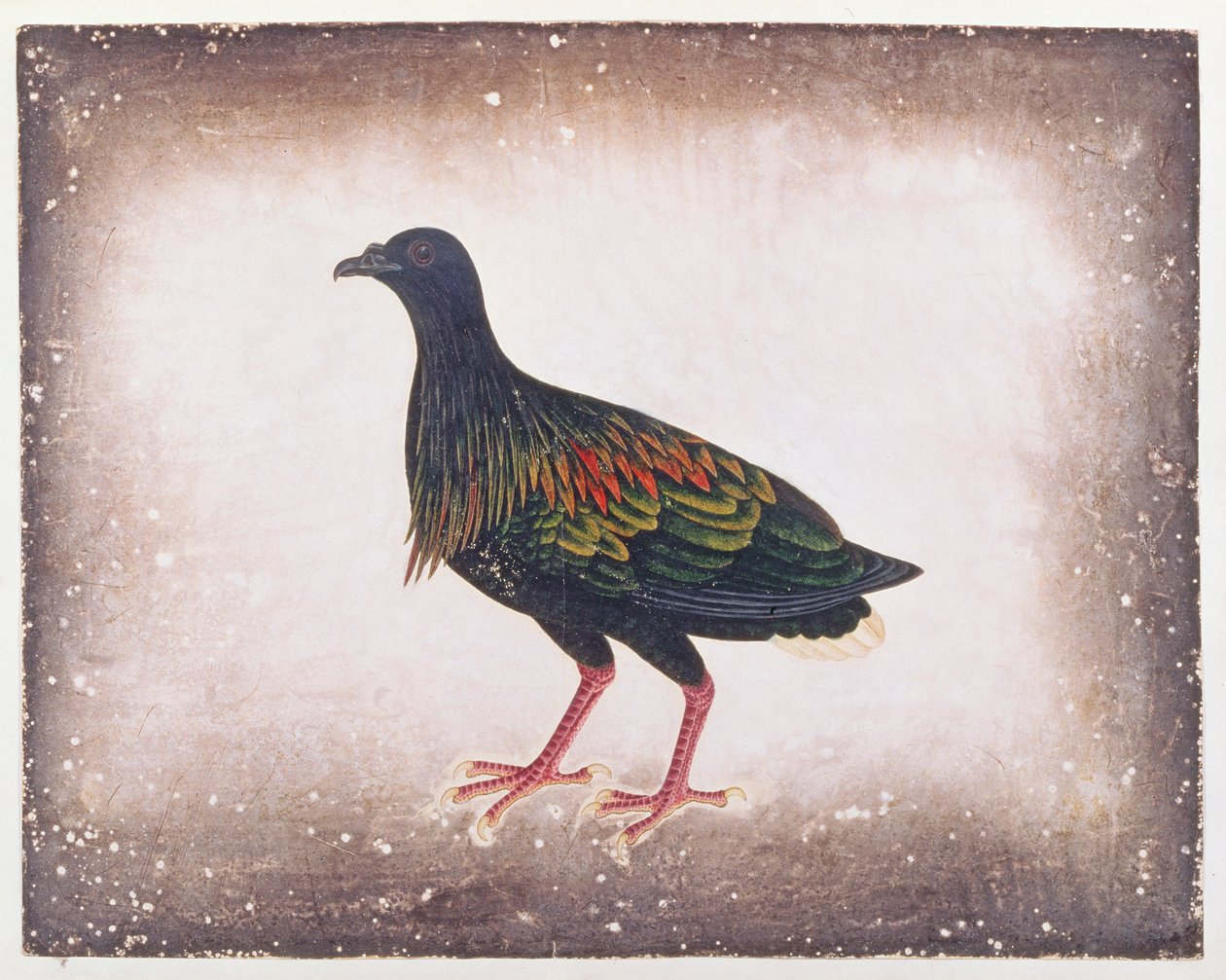 Nicobar Pigeon, a Drawings of Birds from Malacca, 1805-1818 körül (wc papíron) alkotó: Chinese School