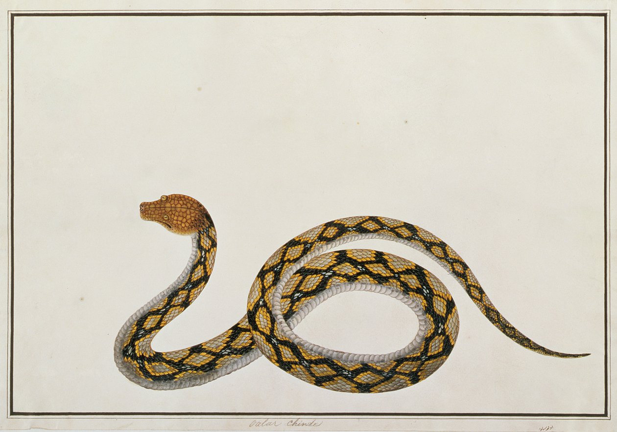 Oolur Chinde, Rajzok állatokról, rovarokról és hüllőkről Malaccából, 1805-1818 körül (gouache és wc papíron) alkotó: Chinese School