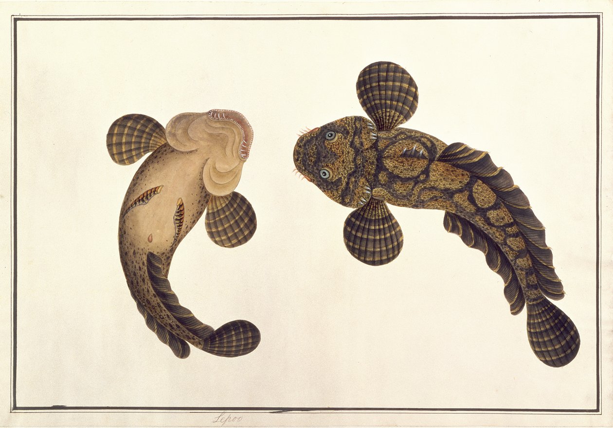 Oolur Sawa, Rajzok az állatokról, rovarokról és hüllőkről Malaccából, 1805-1818 körül (wc és gouache papíron) alkotó: Chinese School