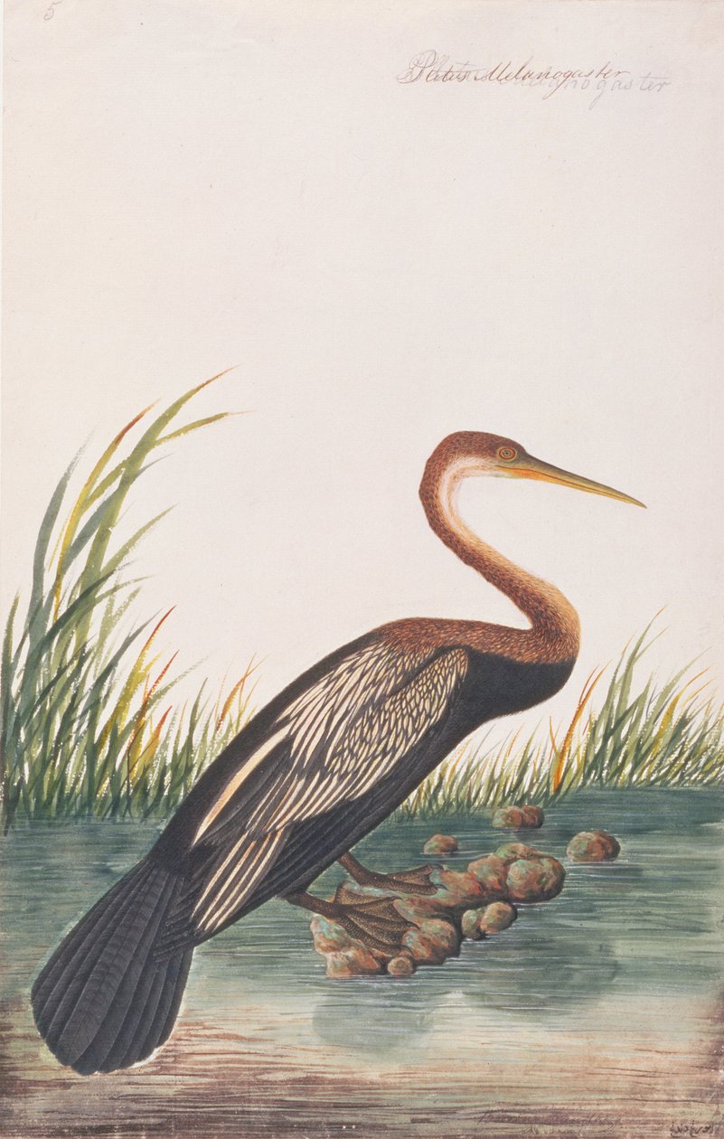 Oriental Darter, a Madarak rajzaiból, 1805-1818 körül (wc papíron) alkotó: Chinese School