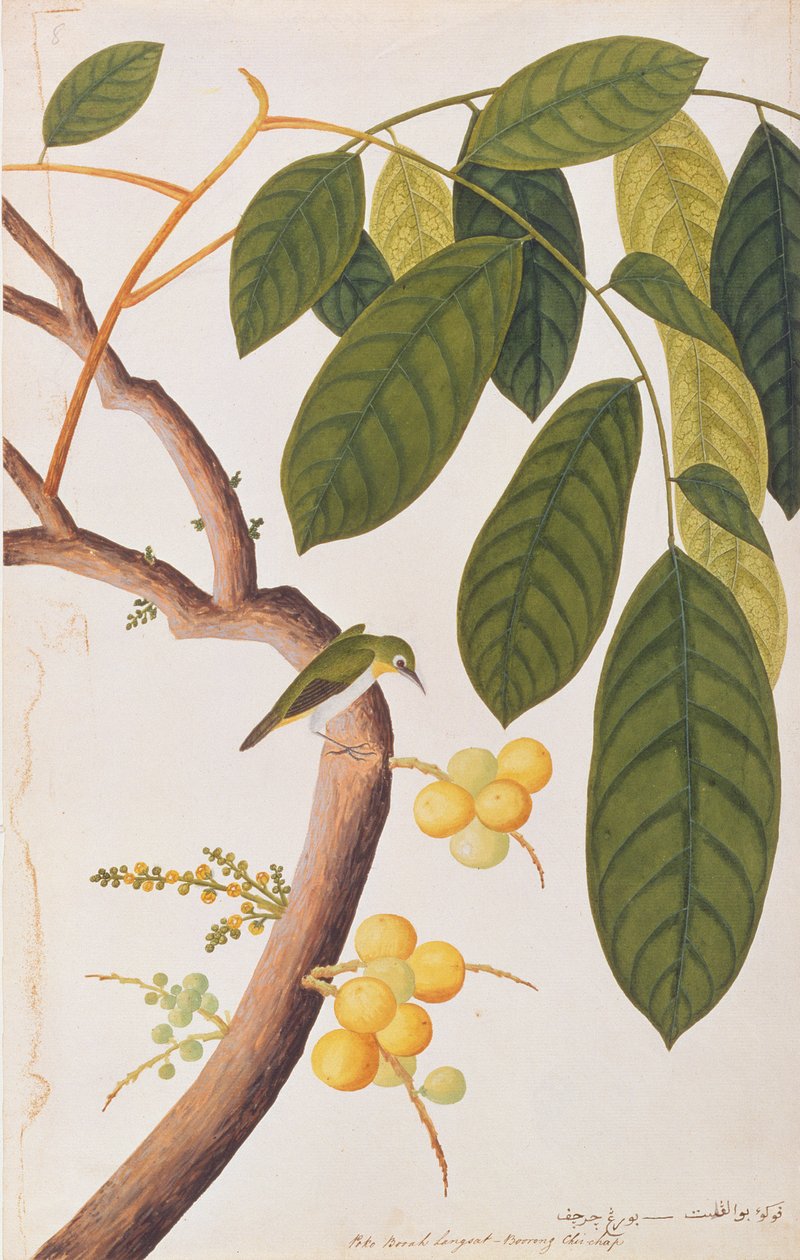 Keleti fehérszemű, a Malaccai madarak rajzaiból, 1805-1818 körül (wc papíron) alkotó: Chinese School