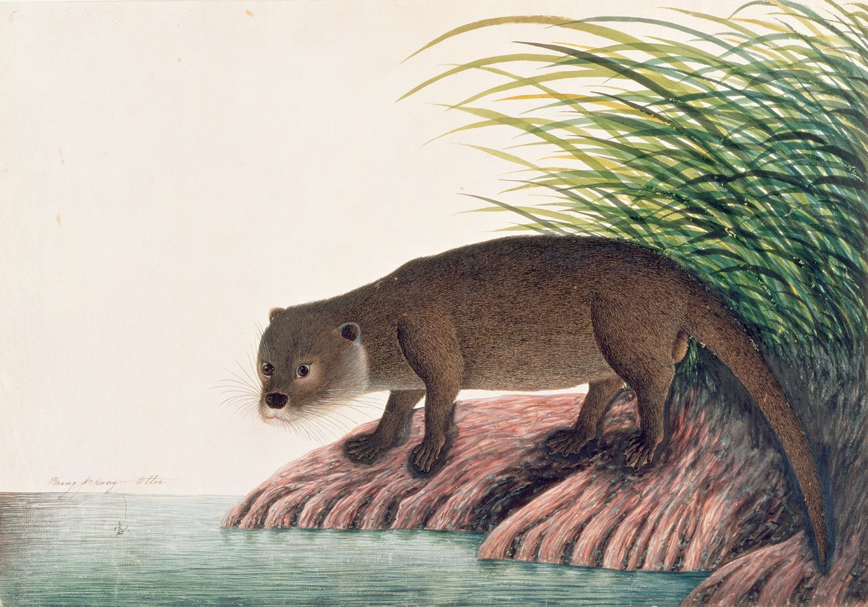 Vidra, Brang-Brang, Rajzok állatokról, rovarokról és hüllőkről Malaccából, 1805-1818 körül (wc és gouache papíron) alkotó: Chinese School