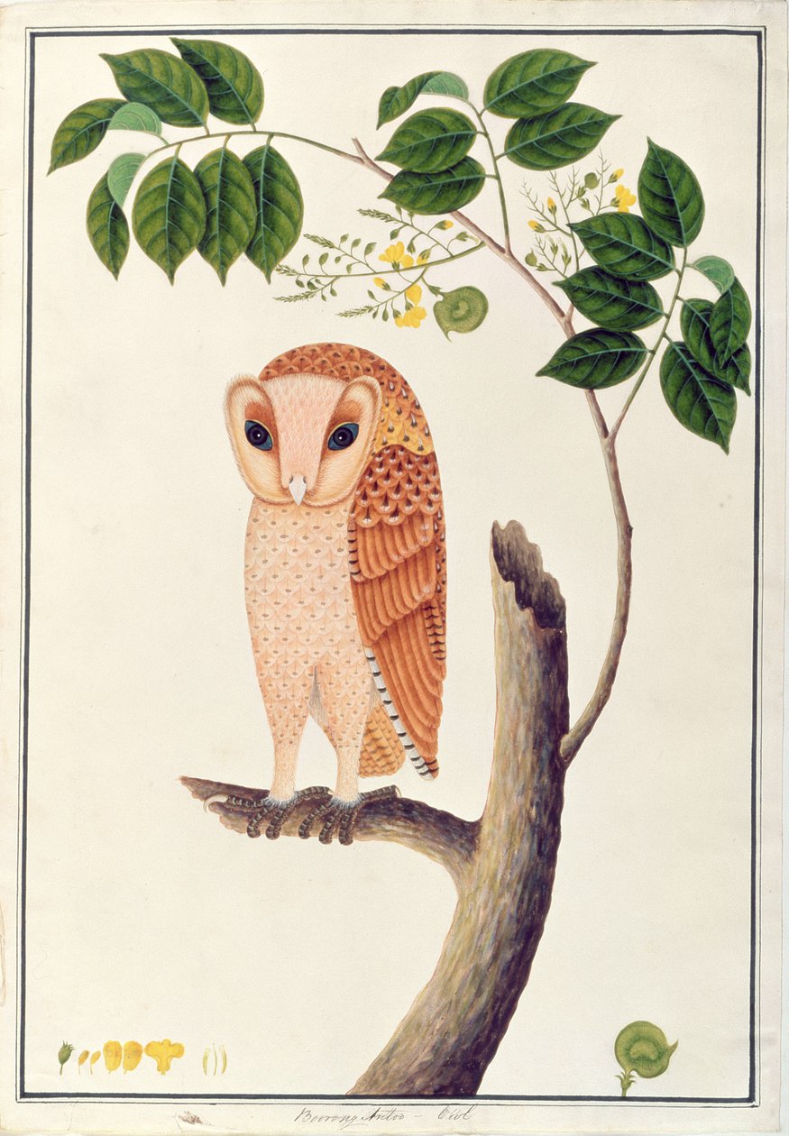 Bagoly, Boorong antoo, a Drawings of Birds from Malacca, 1805-1818 körül (wc papíron) alkotó: Chinese School