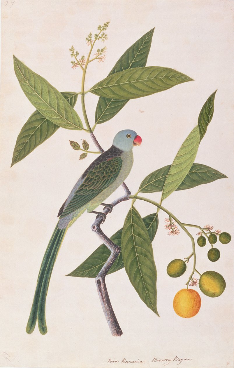 Papagáj, a Drawings of Birds from Malacca, 1805-1818 körül (wc papíron) alkotó: Chinese School