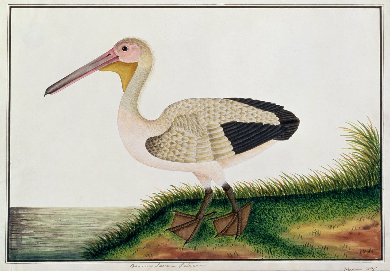 Pelikán, Boorong Java, a Drawings of Birds from Malacca, 1805-1818 körül (wc papíron) alkotó: Chinese School