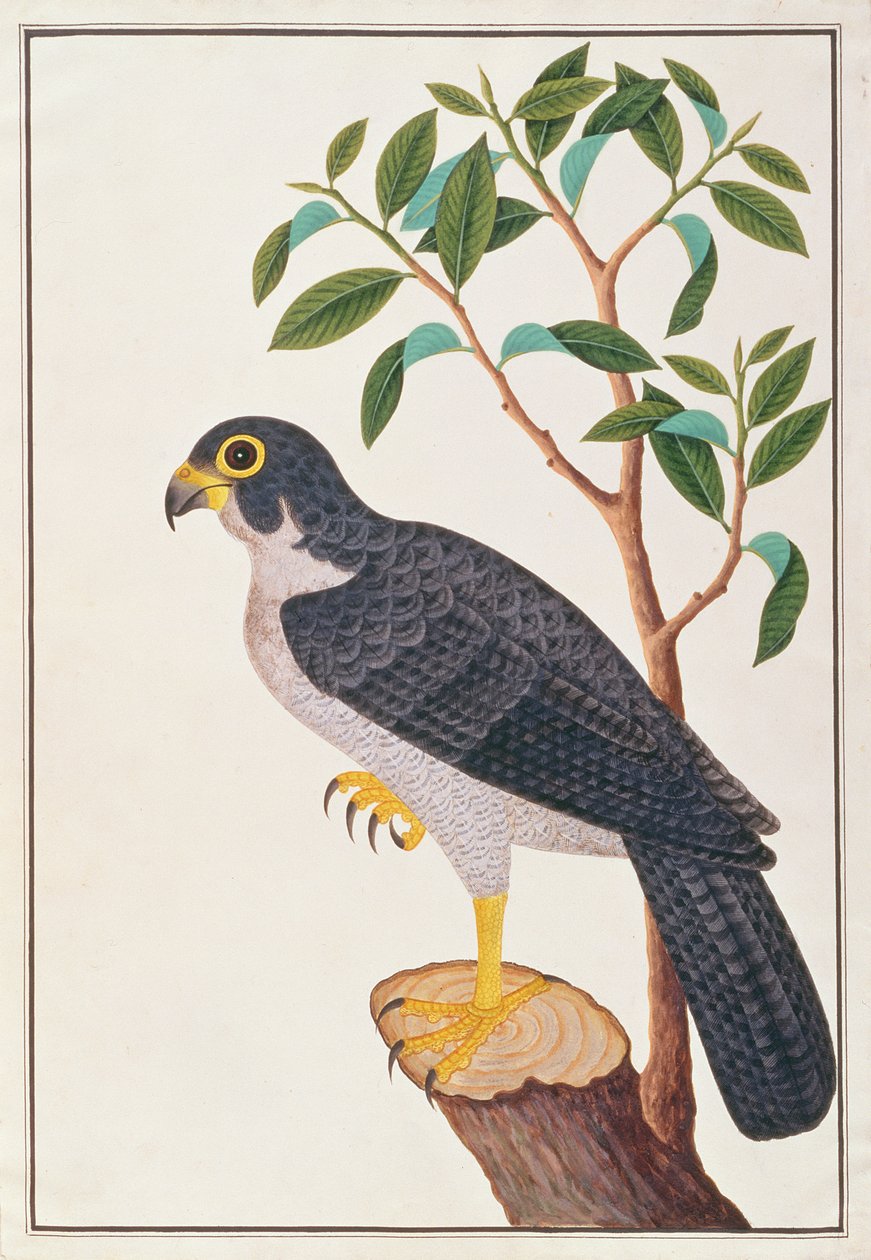 Vándorsólyom, a Malaccai madarak rajzaiból, 1805-1818 körül (wc papíron) alkotó: Chinese School