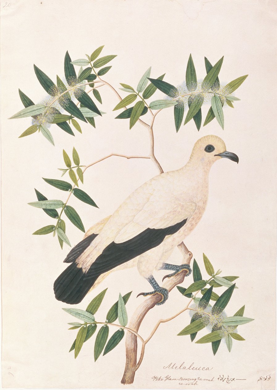 Császári galamb, a Madarak rajzaiból, 1805-1818 körül (wc papíron) alkotó: Chinese School