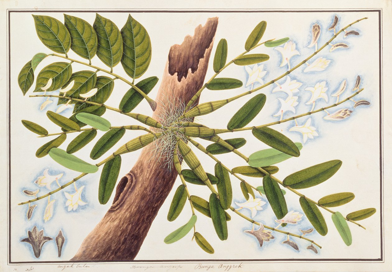 Galamb orchidea, Malacca növényrajzaiból, 1805-1818 körül (wc papíron) alkotó: Chinese School