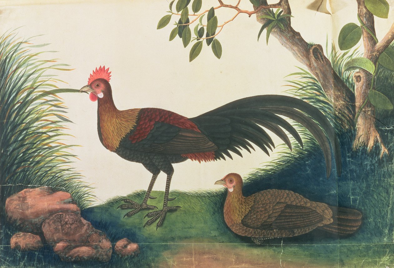 Baromfi, a Malaccai madarak rajzaiból, 1805-1818 körül (wc papíron) alkotó: Chinese School