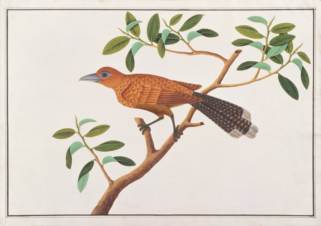 Tombola Malkoha, a Madarak rajzaiból, 1805-1818 körül (wc papíron) alkotó: Chinese School